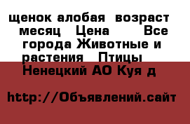 щенок алобая .возраст 1 месяц › Цена ­ 7 - Все города Животные и растения » Птицы   . Ненецкий АО,Куя д.